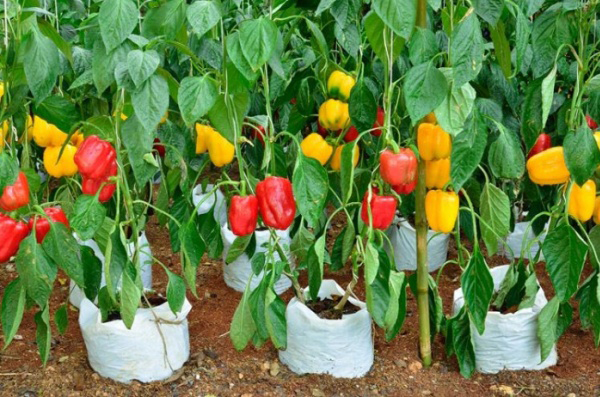 Bell Pepper Plant